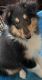 Rough Collie Puppies for sale in Forest Hills, PA, USA. price: NA