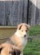 Rough Collie Puppies for sale in Houston, Texas. price: $300