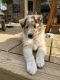 Rough Collie Puppies for sale in Conroe, Texas. price: $500