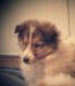 Rough Collie Puppies for sale in Mifflintown, PA 17059, USA. price: NA