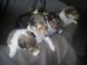 Rough Collie Puppies for sale in Richmond, KY, USA. price: $400