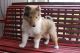 Rough Collie Puppies for sale in Canton, OH, USA. price: $699