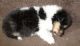 Rough Collie Puppies for sale in Baywood-Los Osos, CA 93402, USA. price: NA