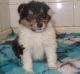 Rough Collie Puppies for sale in Anchorville, MI 48023, USA. price: NA