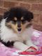Rough Collie Puppies for sale in Michigan Ave, Inkster, MI 48141, USA. price: $500
