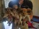 Rough Collie Puppies for sale in New York, NY, USA. price: NA