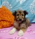 Rough Collie Puppies for sale in Dayton, OH, USA. price: $400