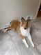 Rough Collie Puppies for sale in Princeton, NJ 08540, USA. price: $1,800