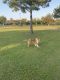 Rough Collie Puppies for sale in Baytown, TX, USA. price: NA