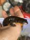 Rough-skinned newt Amphibians