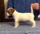 Russell Terrier Puppies for sale in Floyd, VA 24091, USA. price: $2,000