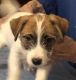 Russell Terrier Puppies