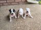 Russell Terrier Puppies for sale in Ellis County, TX, USA. price: $750