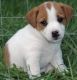 Russell Terrier Puppies for sale in Phoenix, AZ, USA. price: NA