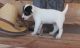 Russell Terrier Puppies for sale in Jackson, MS, USA. price: NA