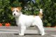 Russell Terrier Puppies for sale in Berkeley, CA, USA. price: NA