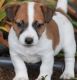 Russell Terrier Puppies for sale in Burbank, CA, USA. price: $500
