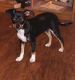 Russell Terrier Puppies for sale in San Antonio, TX 78238, USA. price: NA
