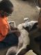 Russell Terrier Puppies for sale in 68 Old Deerfield Pike, Bridgeton, NJ 08302, USA. price: $150