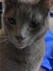 Russian Blue Cats for sale in San Antonio, TX, USA. price: NA