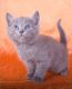 Russian Blue Cats for sale in New York, NY 10011, USA. price: NA