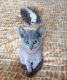 Russian Blue Cats for sale in Concord, NH, USA. price: $650
