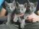 Russian Blue Cats for sale in Chicago, IL 60614, USA. price: NA