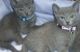 Russian Blue Cats for sale in Flowery Branch, GA 30542, USA. price: NA