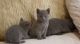 Russian Blue Cats for sale in Portland, OR 97229, USA. price: NA