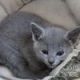 Russian Blue Cats for sale in Denver, CO 80202, USA. price: NA