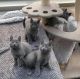 Russian Blue Cats for sale in Los Angeles, CA, USA. price: $650