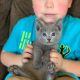 Russian Blue Cats for sale in Los Angeles, CA, USA. price: $850