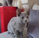 Russian Blue Cats for sale in Toronto, ON, Canada. price: $800