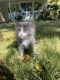 Russian Blue Cats for sale in Vancouver, WA, USA. price: $75