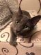 Russian Blue Cats for sale in Silver Spring, MD, USA. price: $100