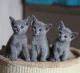 Russian Blue Cats for sale in Los Angeles, CA, USA. price: NA