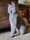 Russian Blue Cats for sale in Dayton, OH, USA. price: $50