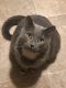 Russian Blue Cats for sale in Colorado Springs, CO, USA. price: $300