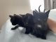 Russian Blue Cats for sale in Las Vegas, NV 89148, USA. price: $200