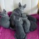 Russian Blue Cats for sale in New York New York Casino, Las Vegas, NV 89109, USA. price: NA