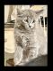 Russian Blue Cats for sale in Goodyear, AZ 85338, USA. price: $50