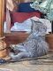 Russian Blue Cats for sale in Goodyear, AZ 85338, USA. price: $50