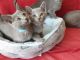 Russian Blue Cats for sale in Chicago, IL 60602, USA. price: $500