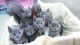 Russian Blue Cats for sale in New York, NY, USA. price: $250