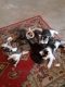 Russian Blue Cats for sale in Lynnwood, WA, USA. price: $100