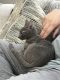 Russian Blue Cats for sale in Orland Park, IL, USA. price: $600