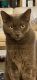 Russian Blue Cats for sale in Maricopa County, AZ, USA. price: $80