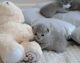 Russian Blue Cats for sale in New York, NY, USA. price: $500