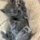 Russian Blue Cats for sale in New York, NY, USA. price: $300
