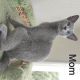 Russian Blue Cats for sale in Las Cruces, NM, USA. price: NA